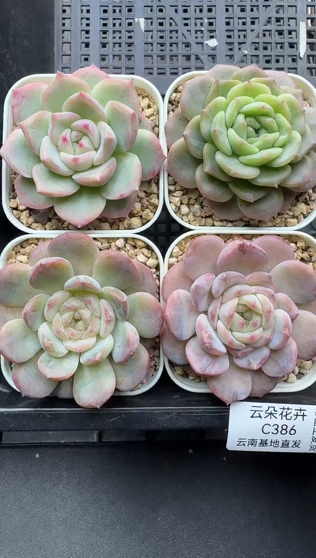 珍妮杂交多肉C386