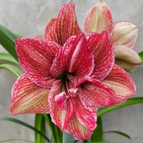 【淬炼】★朱顶红种球植物阳台花卉种植原生室内/外小球北方