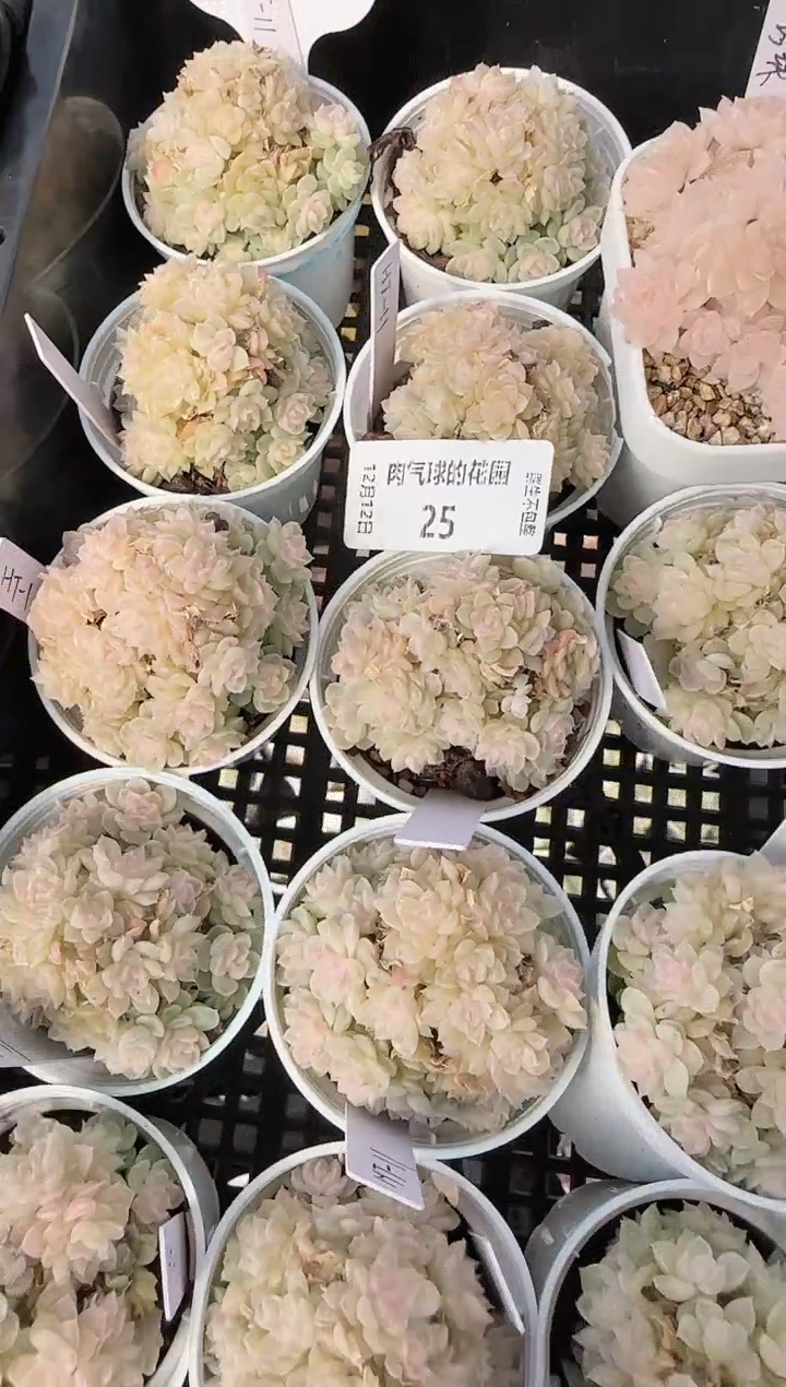 1212-25ht-11多肉量拍任意发一颗群生不包整