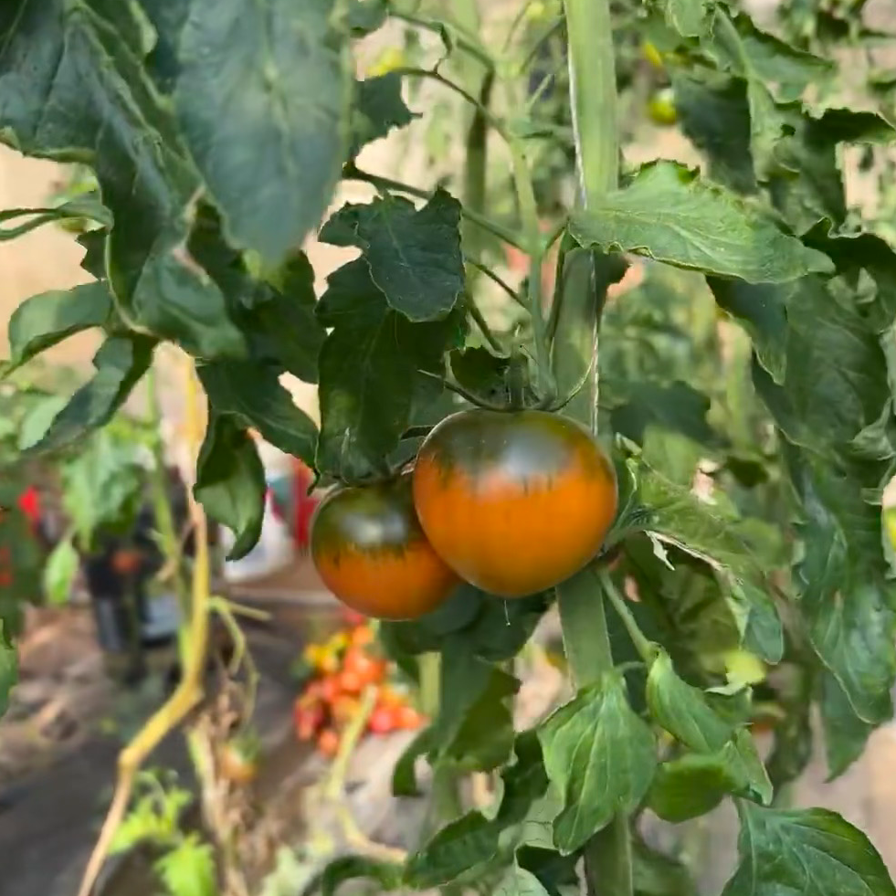 小果鸡蛋大小碱地番茄铁皮西红柿现摘应季可生吃顺丰包邮