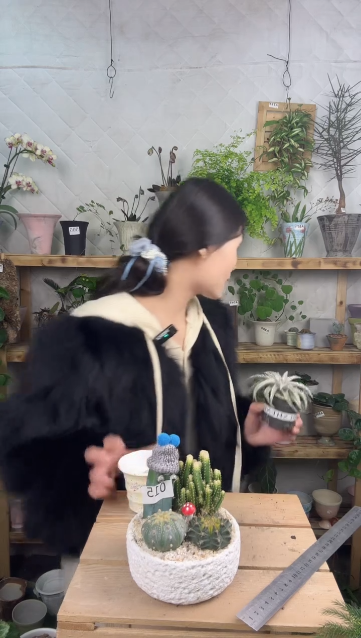 无花朵杀生植物盘015