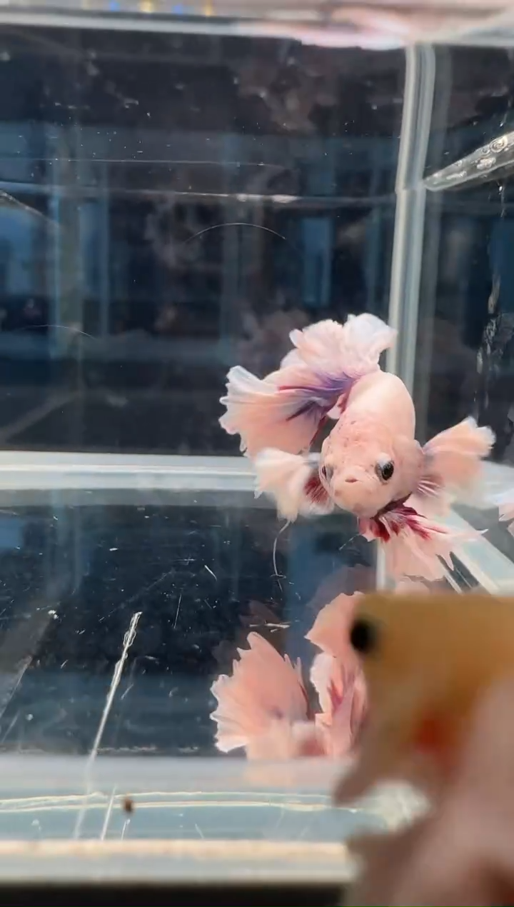 斗鱼绣球大耳斗鱼