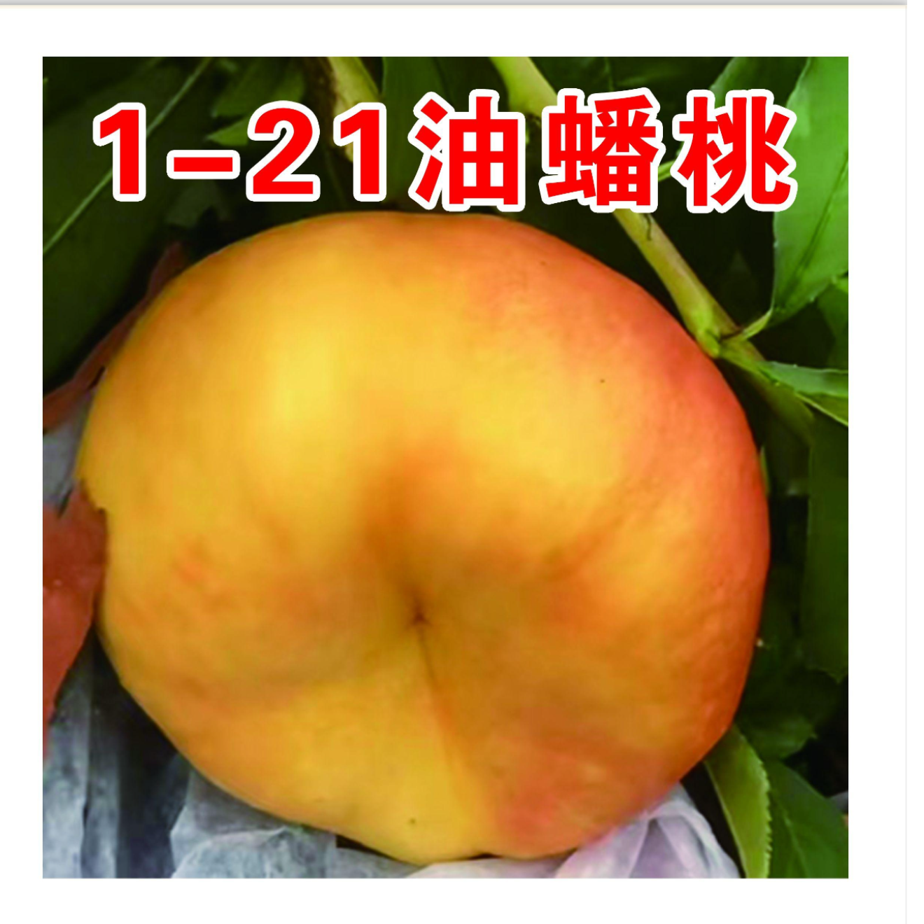 1-21油蟠桃一年生种子