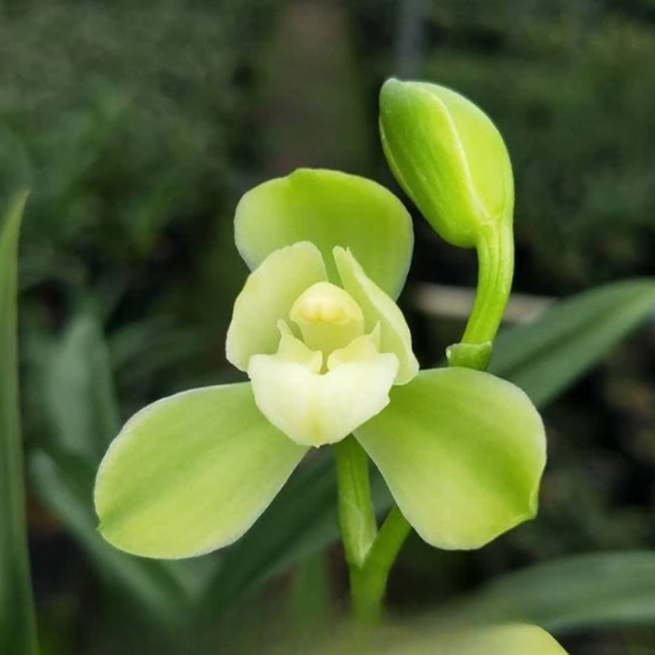 建兰【掌上明珠】浓香花卉盆栽室内绿植好养办公室