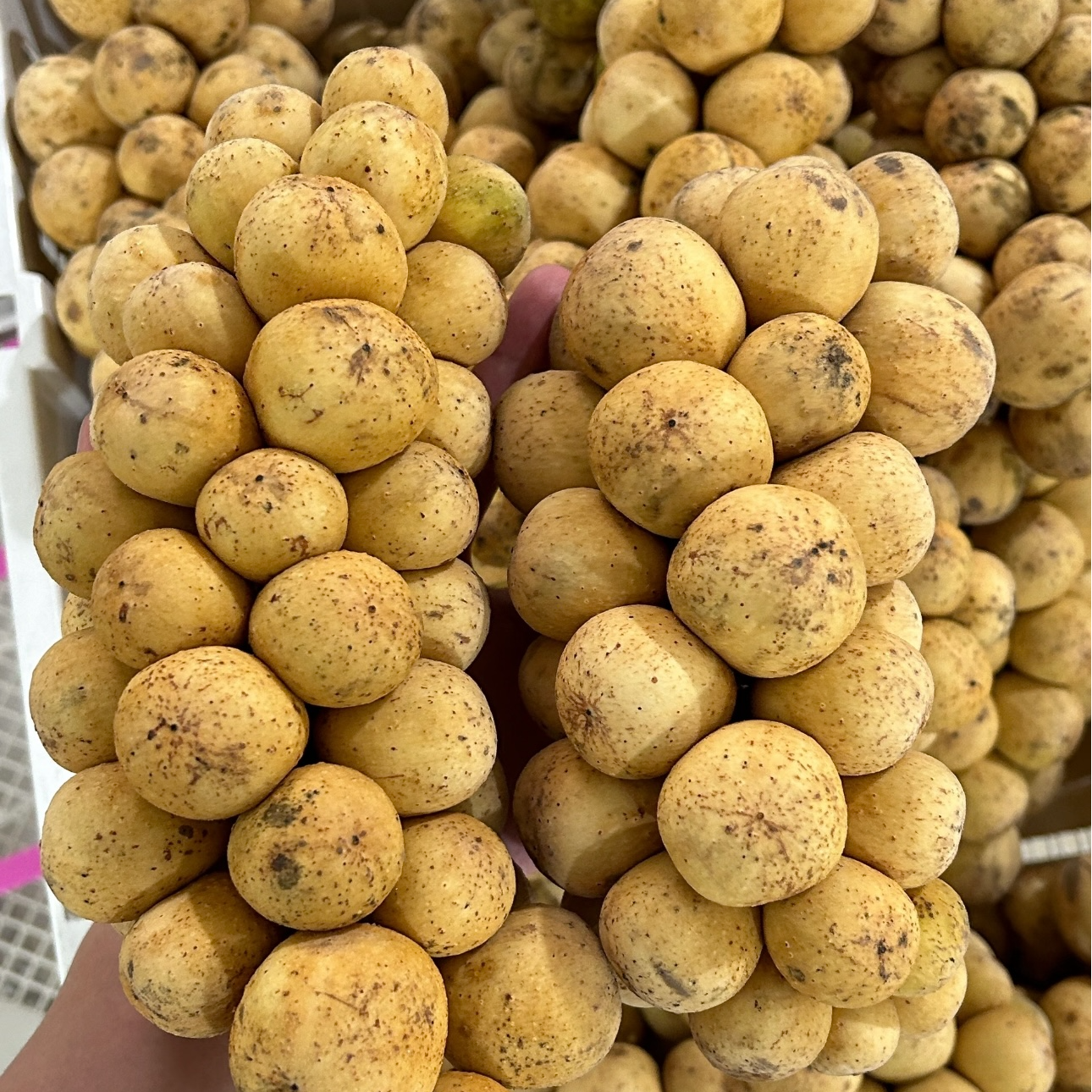 【顺丰冷链】泰国龙宫果进口新鲜水果 龙贡爱情果