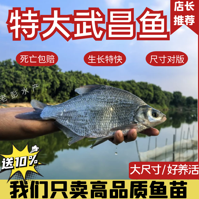 武昌鱼苗淡水养殖食用扁鱼苗活体三角鲂团头鲂边鱼苗超好养鳊鱼苗