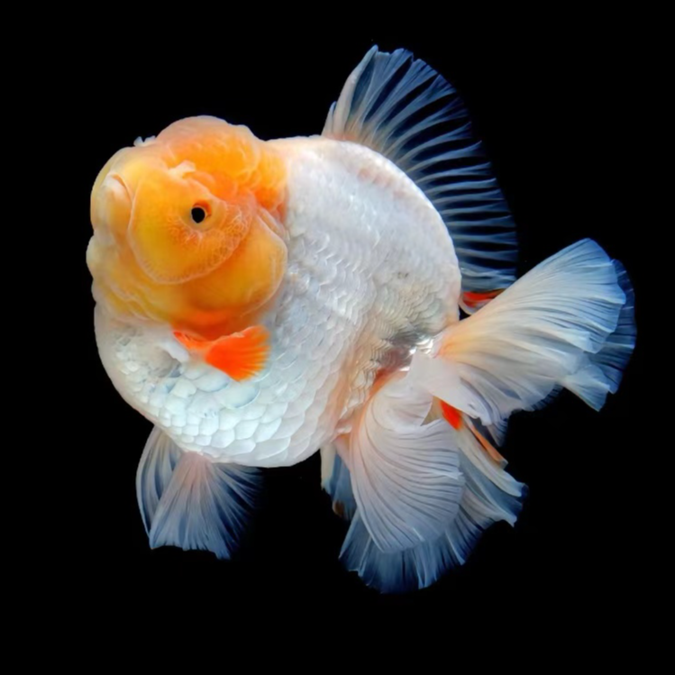 富富鱼乐坊直播波妞金鱼专拍