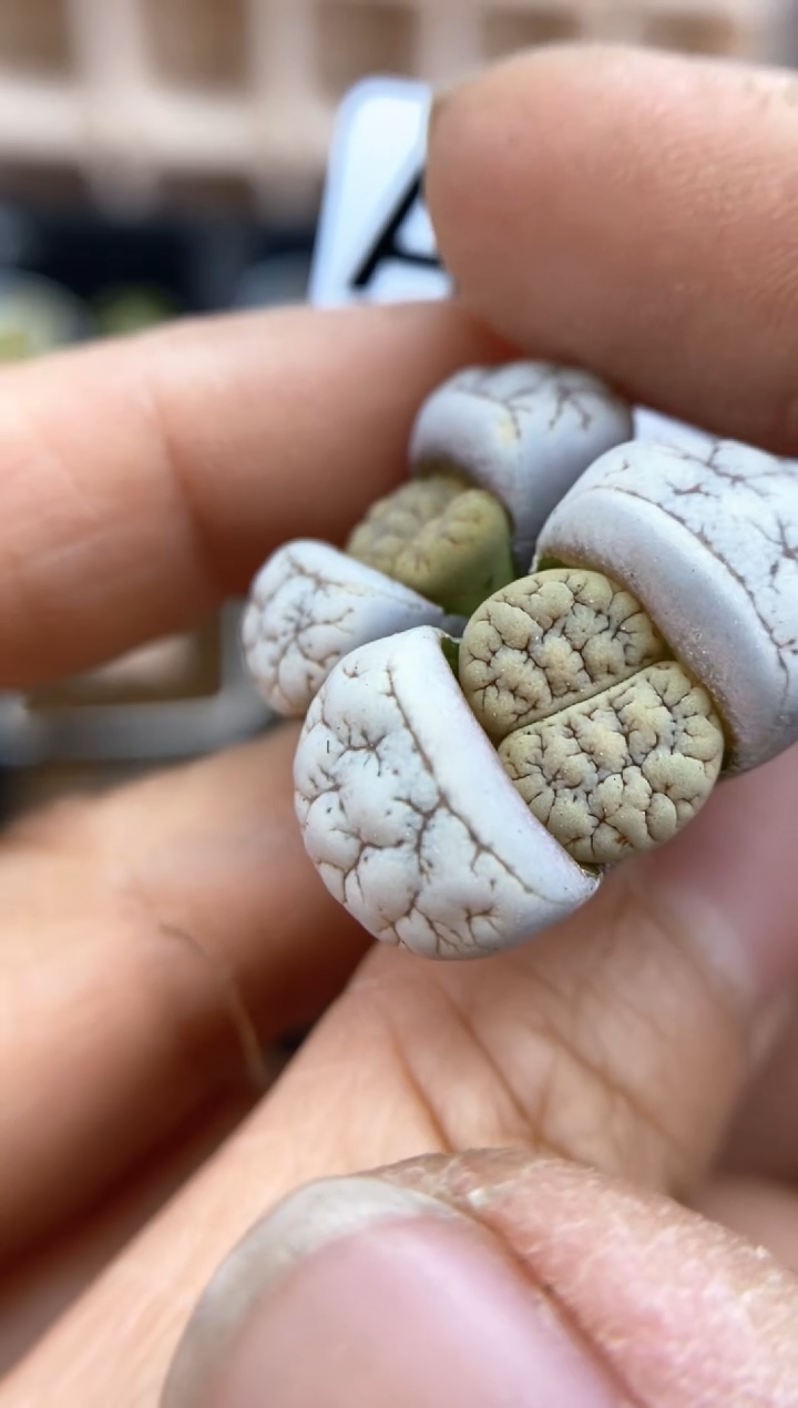 【闪购商品】直播间一物一拍7115