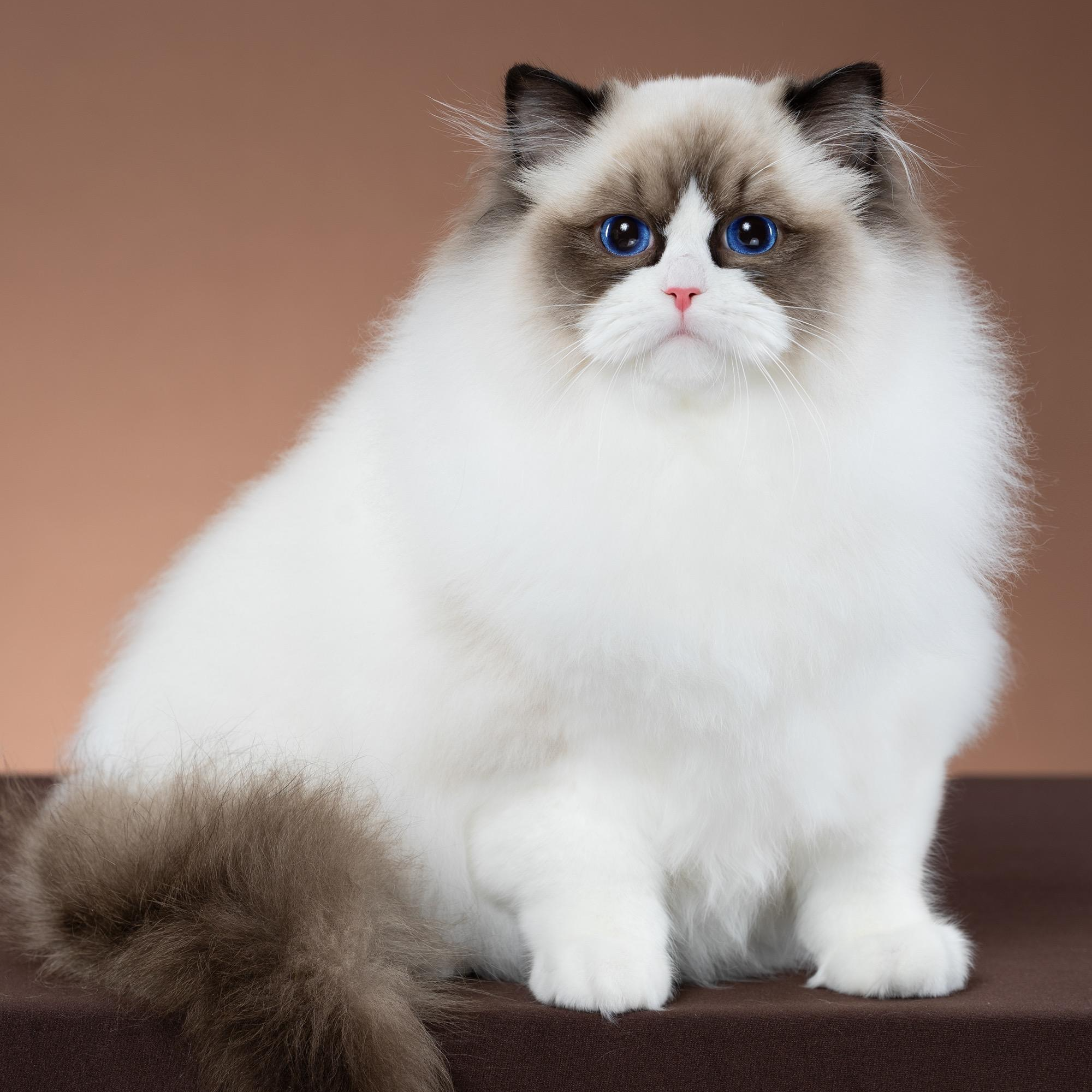 张宝彤布偶猫舍铜铃妹妹 | 新脸版布偶猫创始猫舍