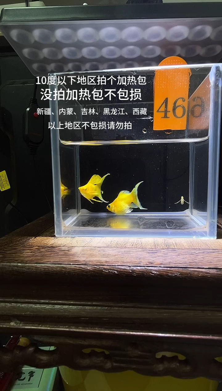 孔雀鱼黄金玛丽球编号46