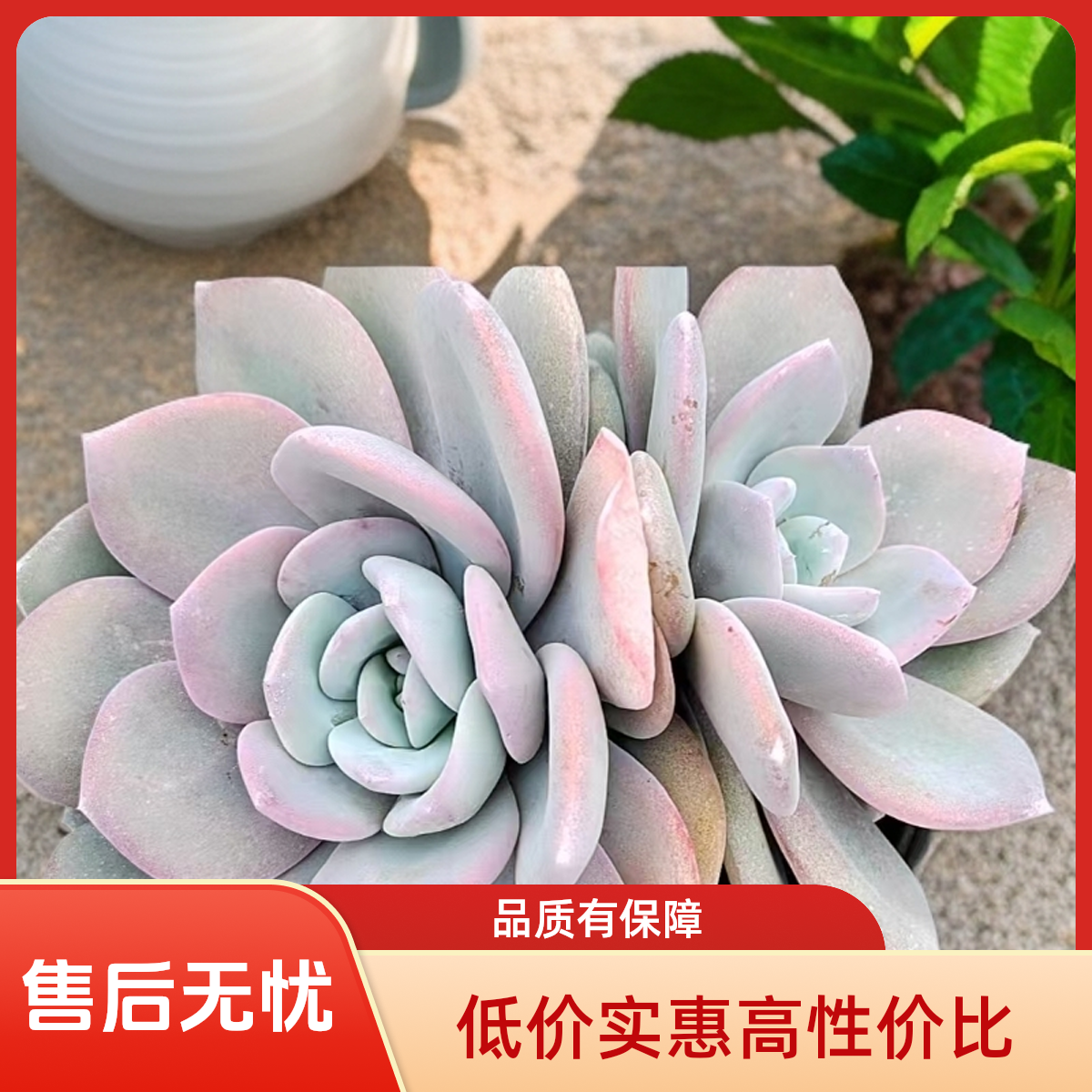 大奶茶多肉植物盆栽品种好养适合办公室阳台