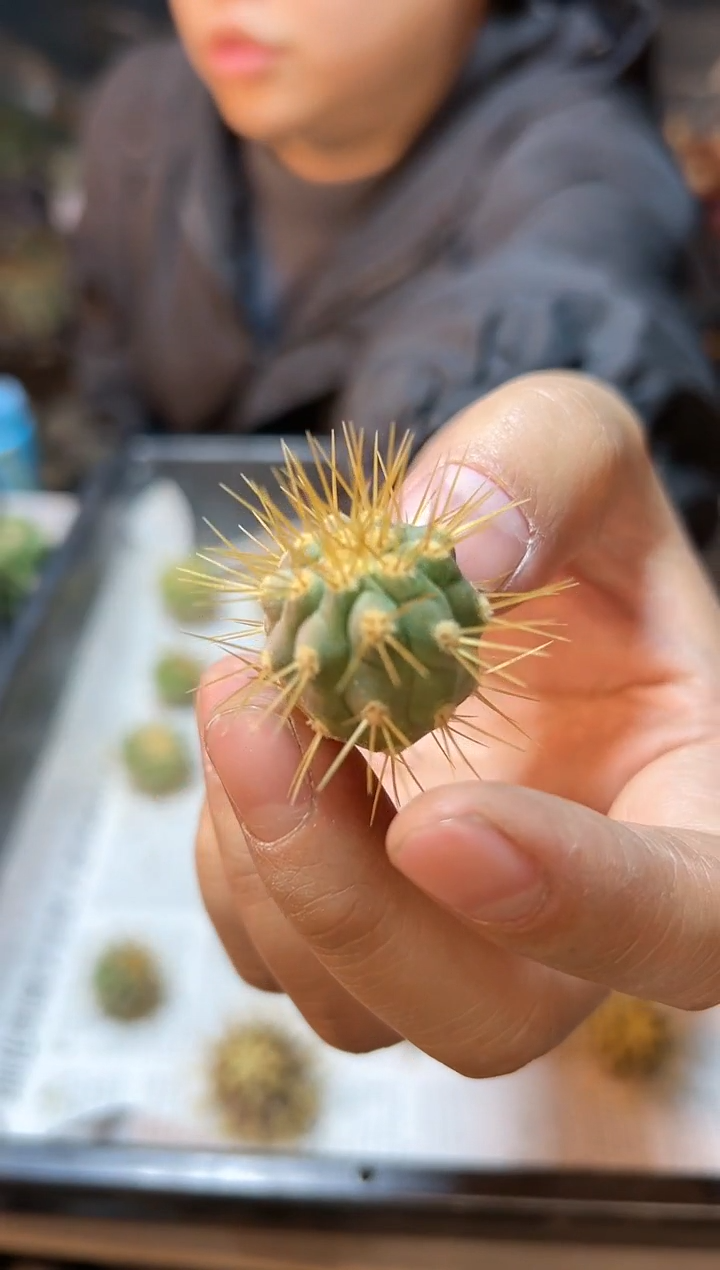 【闪购商品】逆鳞一代侧无根有点歪2.2公分