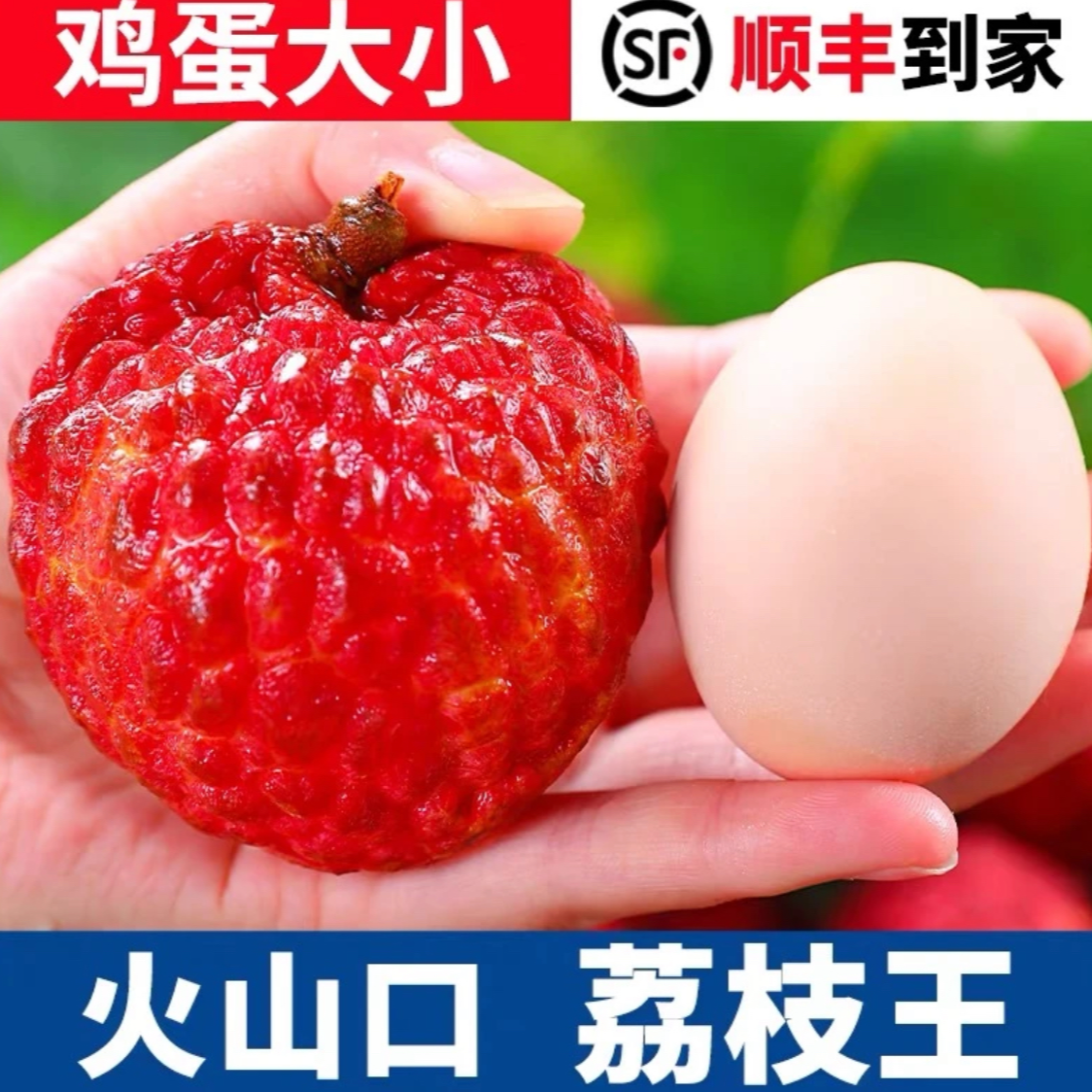 【顺丰次日达】海南火山口荔枝王荔枝新鲜水果现摘现发3斤净果2.5斤同城送海南省
