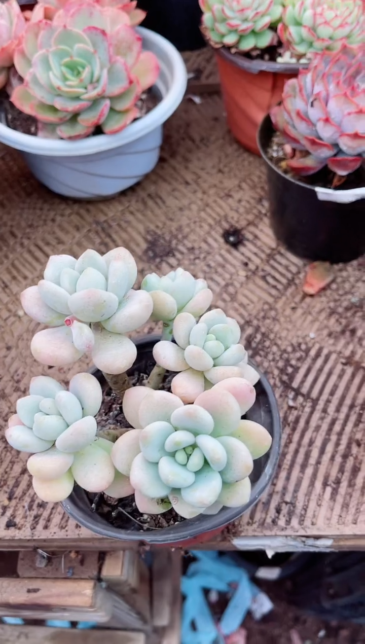 【闪购商品】03304