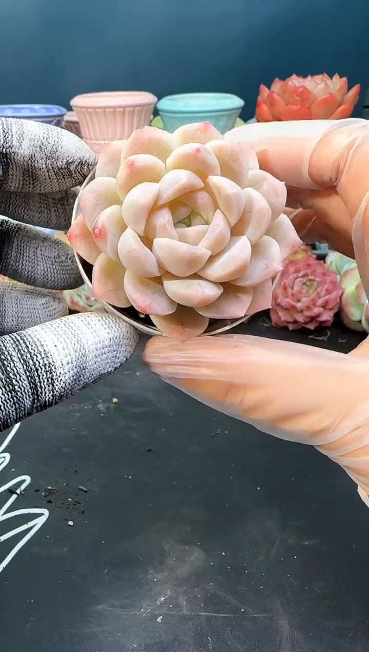 2 685欧若拉   （冠幅6 cm）