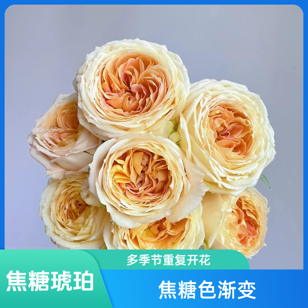 黑哥的花园焦糖古董月季焦糖色渐变耐热抗病庭院阳台四季开成油画