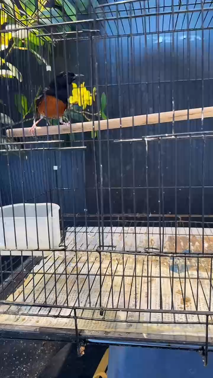 46号  缺指甲无尾长尾养笼0元起拍 