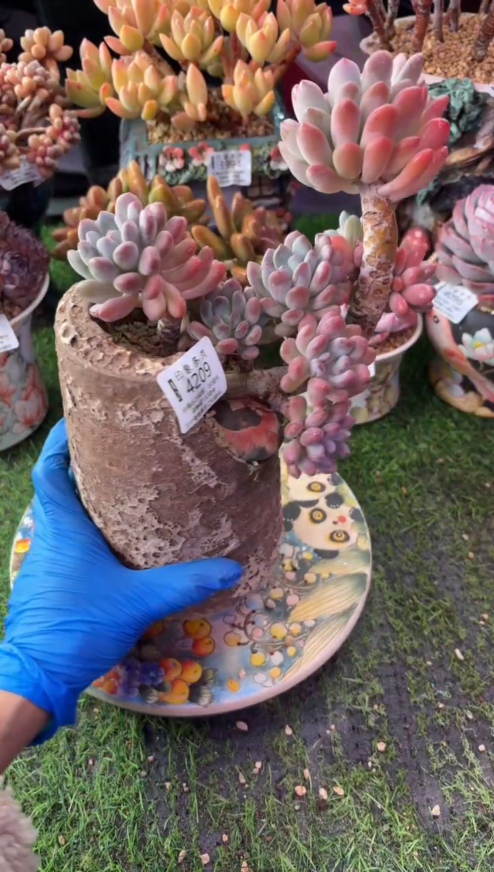 昆明印象多肉4209