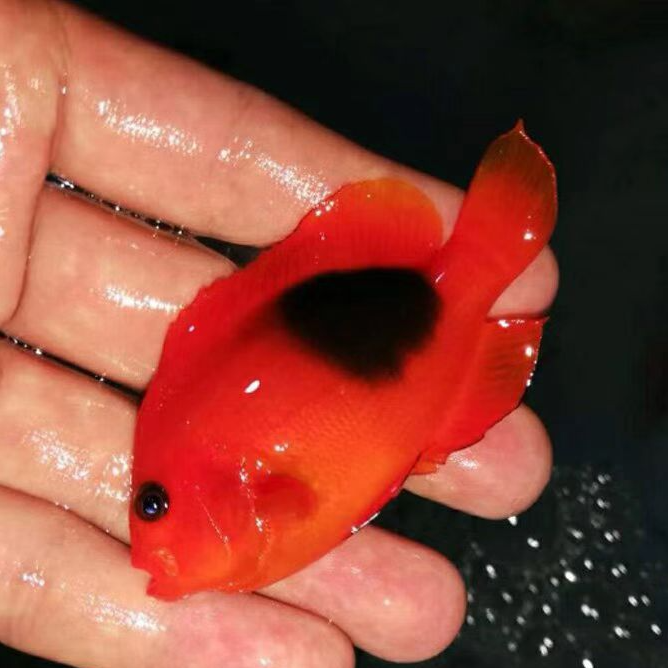 海水观赏鱼 红苹果