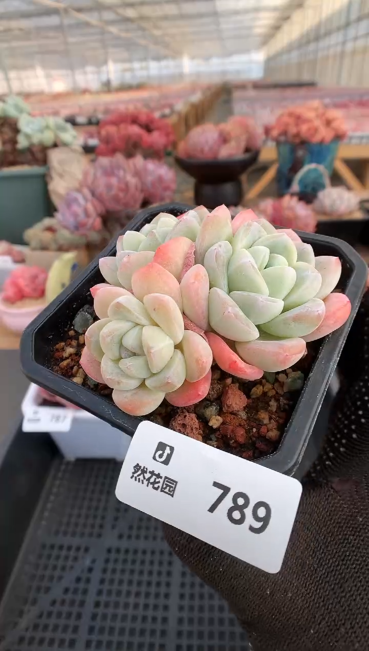 【闪购商品】789冰玉一物一拍