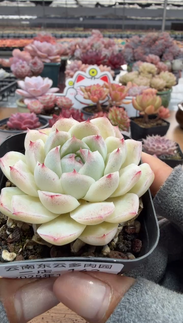 东云多肉园二店-142