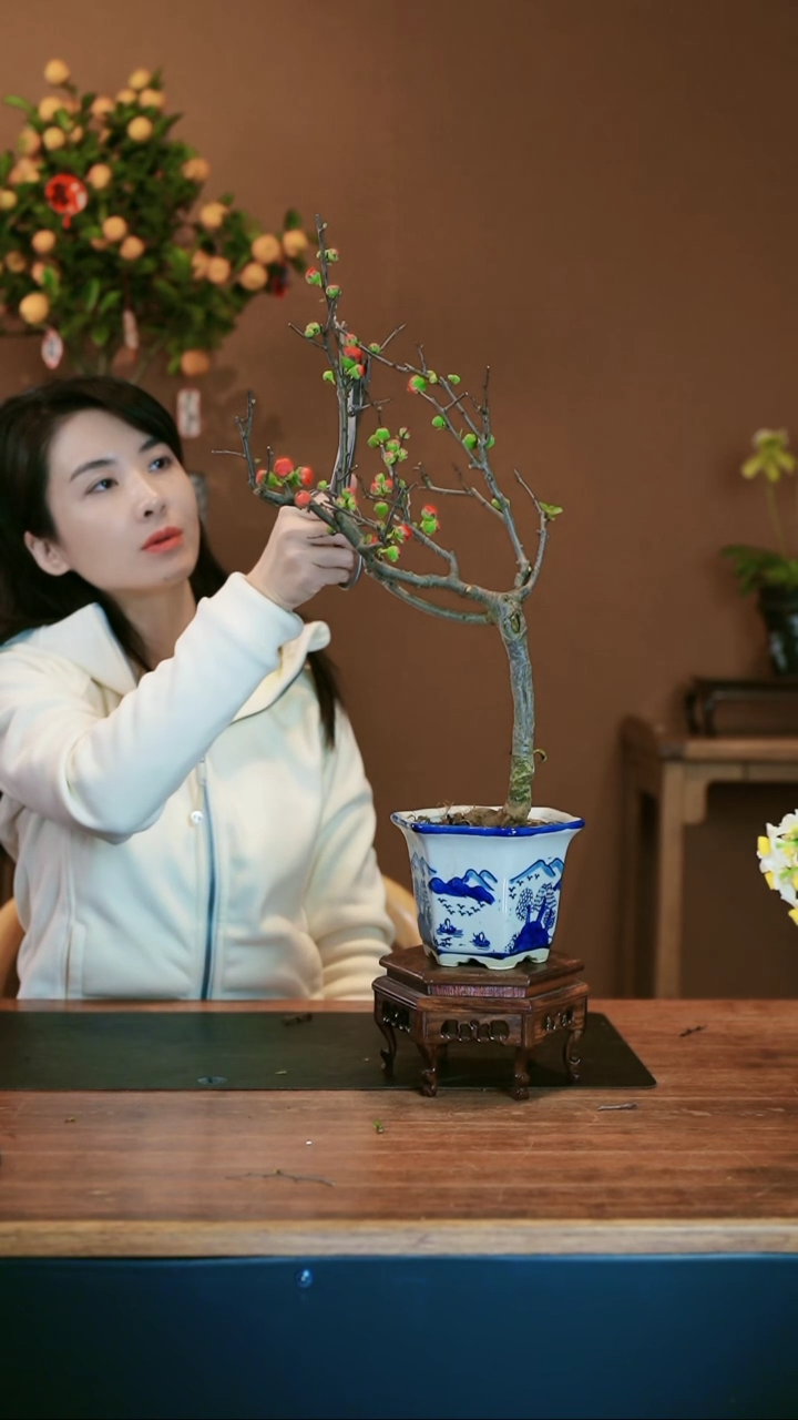 【闪购商品】盆景海棠花