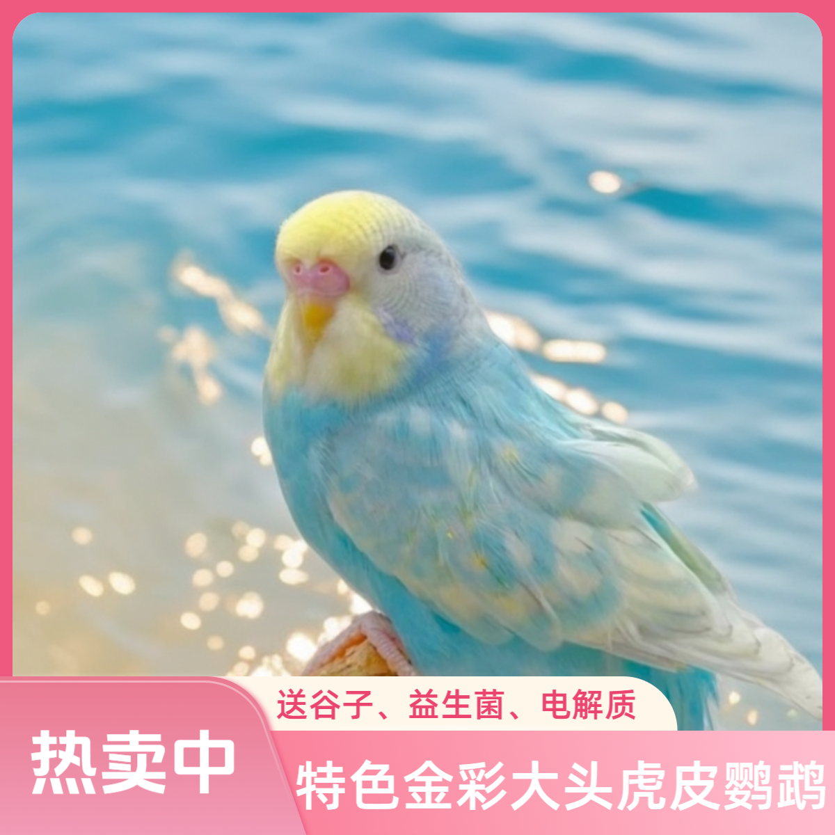 特色金彩虎皮鹦鹉