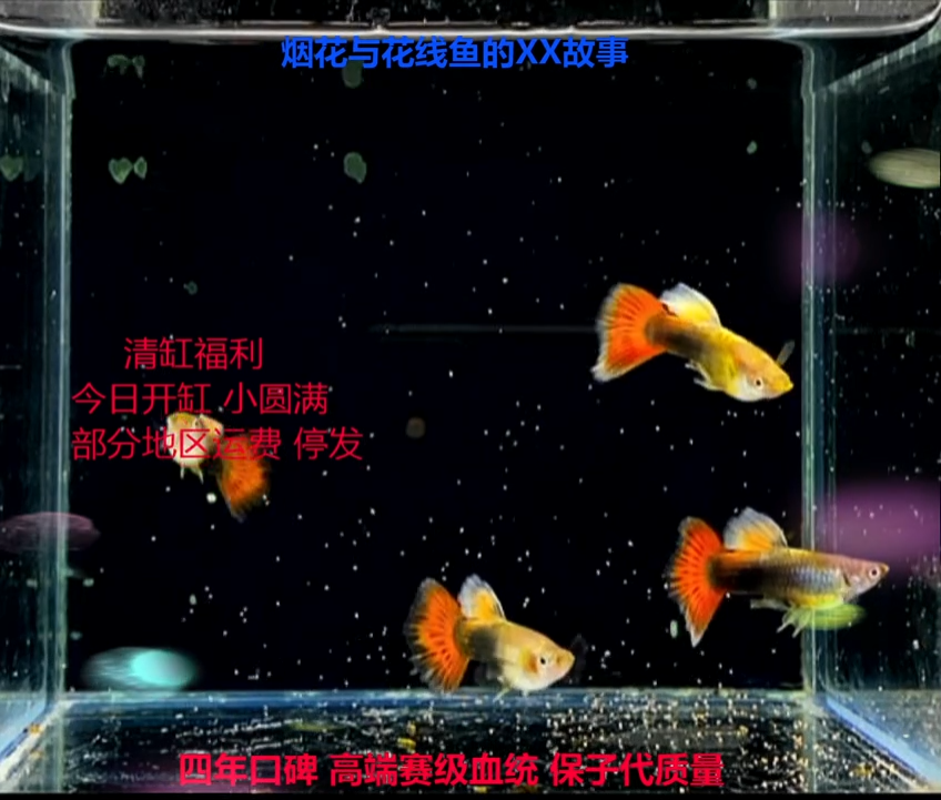 孔雀鱼紫礼服幼鱼跑红体验2公1母