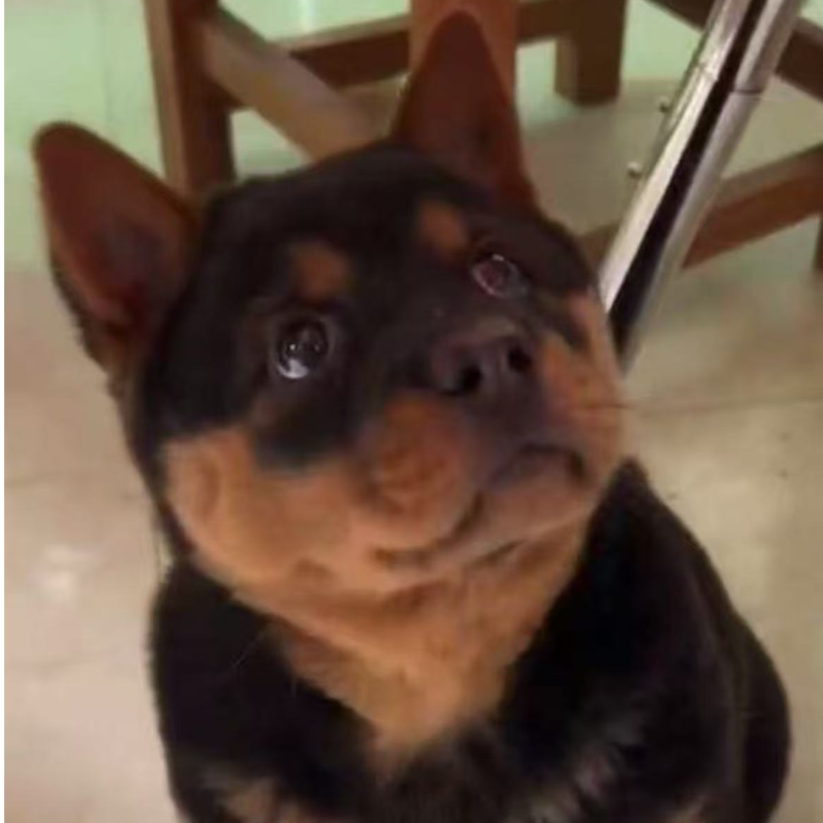 中华田园犬-四眼老表（慎拍，拍下退单会需要10％手续费）