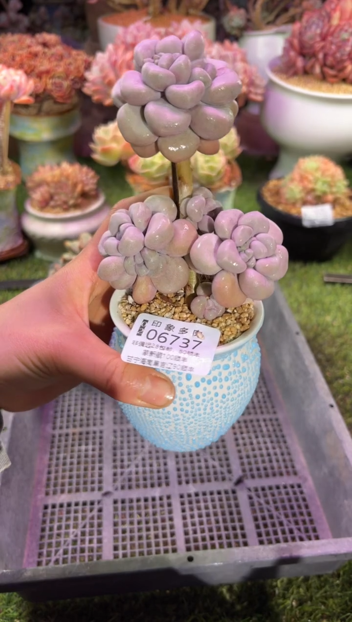 【闪购商品】06737脱土带盆