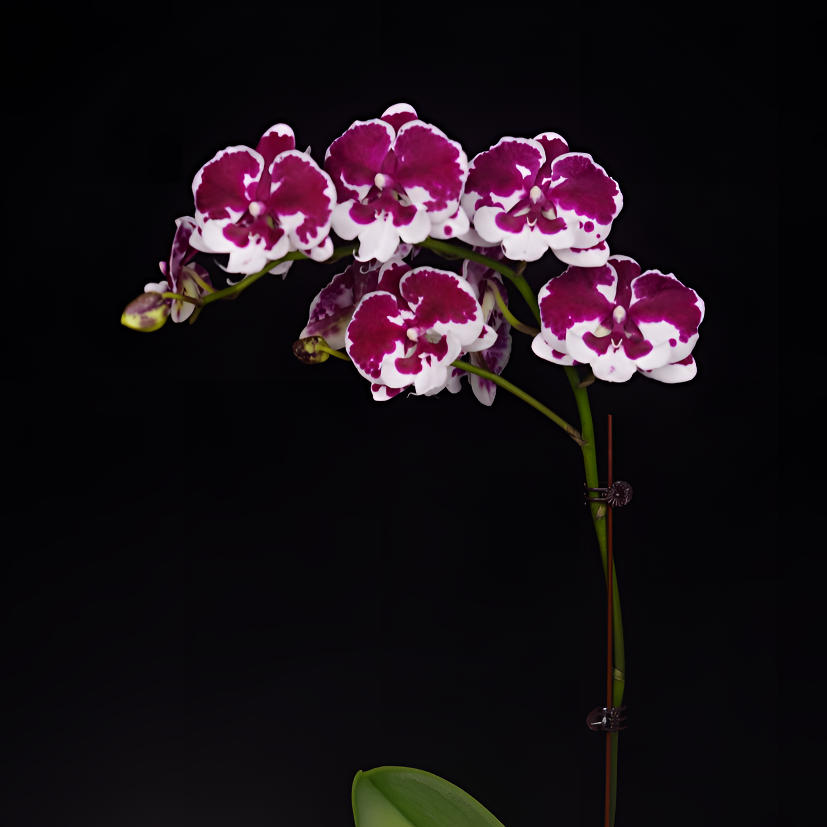 悠花里蝴蝶兰2.8-3.0寸【一千零一夜】全花开花株发货