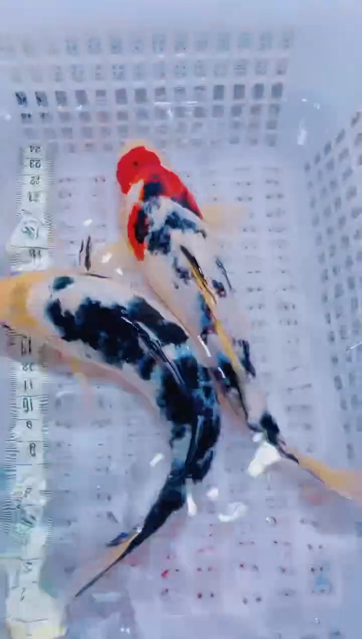 锦鲤血统锦鲤全场包邮215
