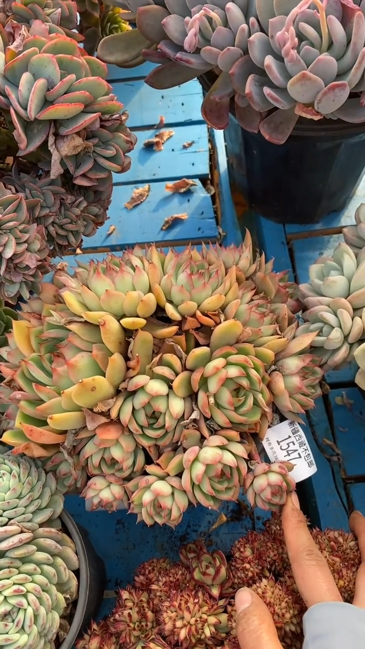 【闪购商品】1547宝莲灯