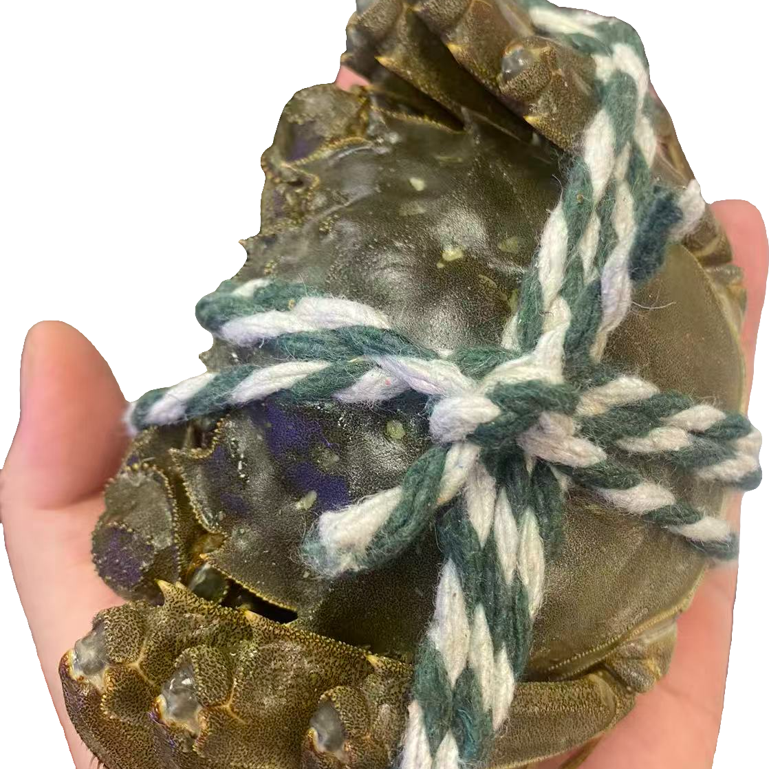4.5两母江苏大闸蟹5只