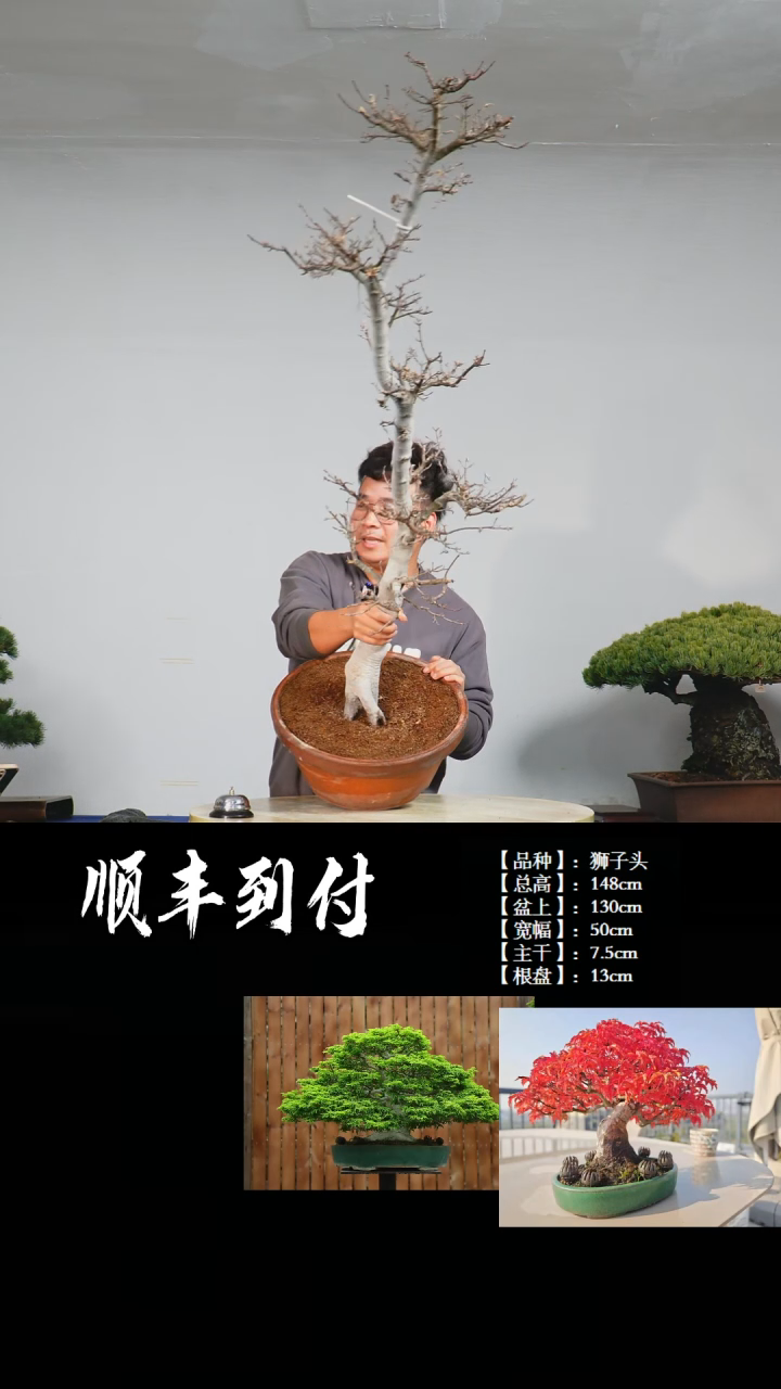 【闪购商品】1z101狮子头bubaoyou
