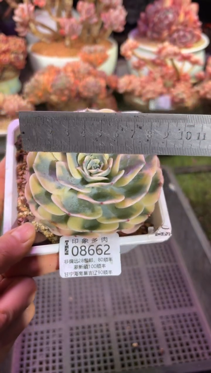 【闪购商品】08662