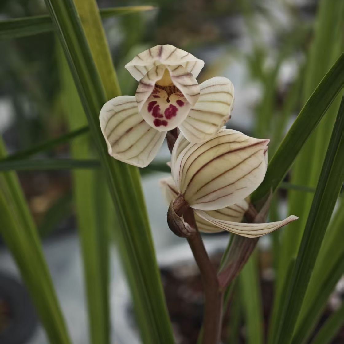 兰花莲瓣兰新种、一物一拍、价美物廉