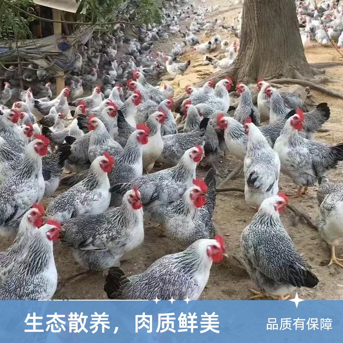 【8只装】稻花母鸡210天左右（可炒可白切）顺丰包邮