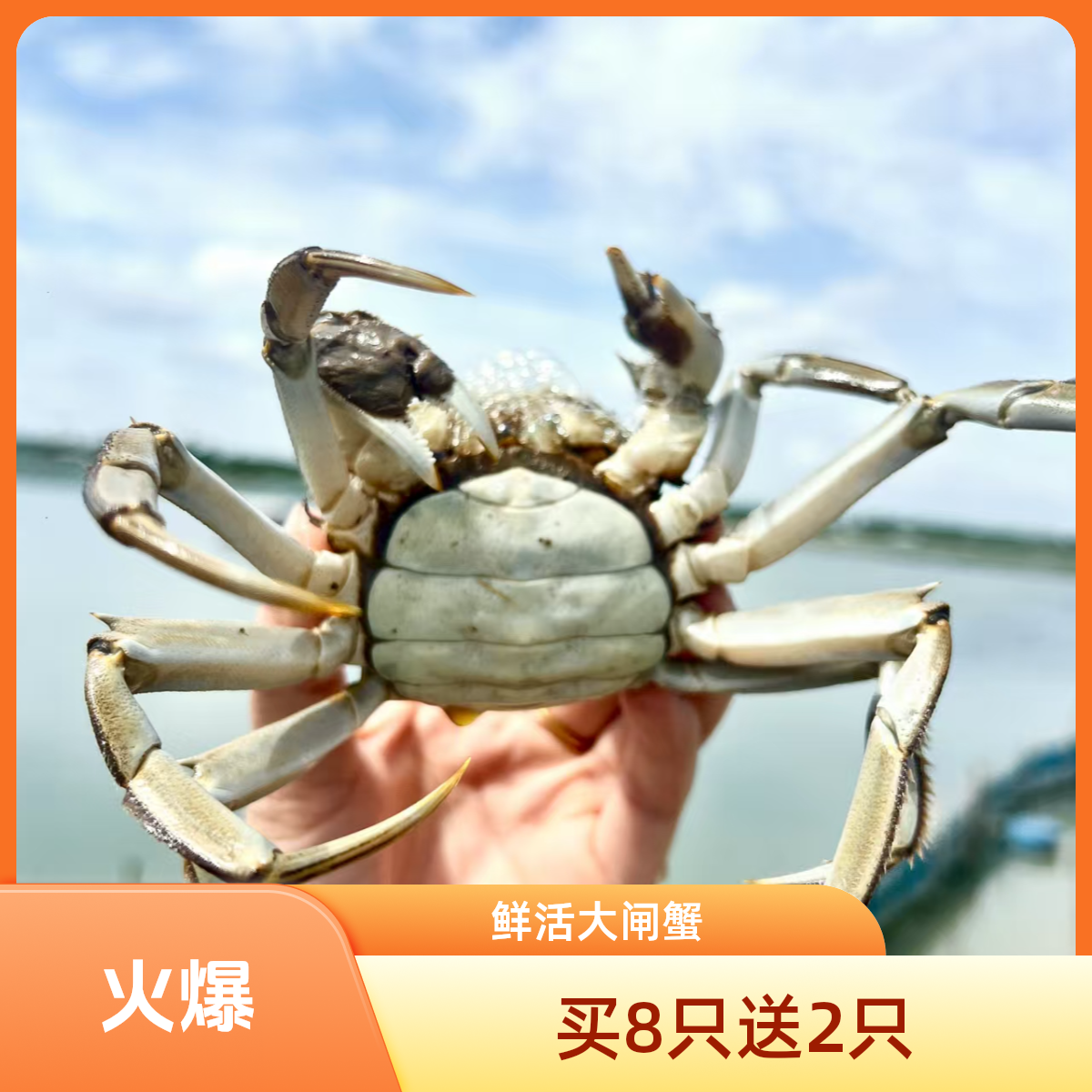 【活蟹】鲜活大闸蟹全母蟹2.6-2.3两每只
