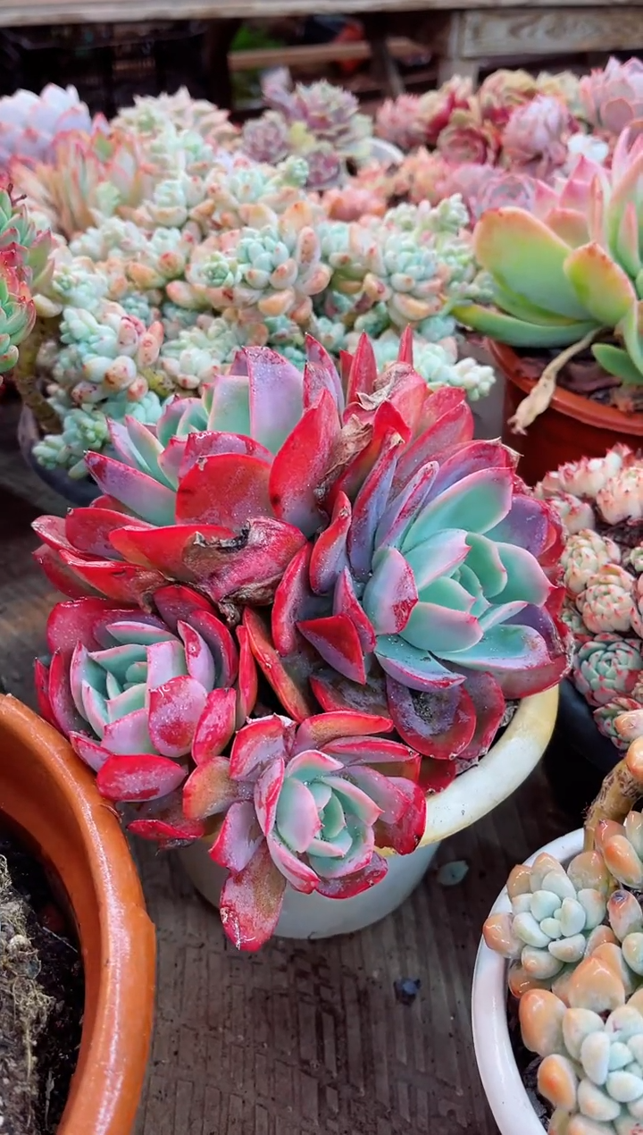 【闪购商品】06105