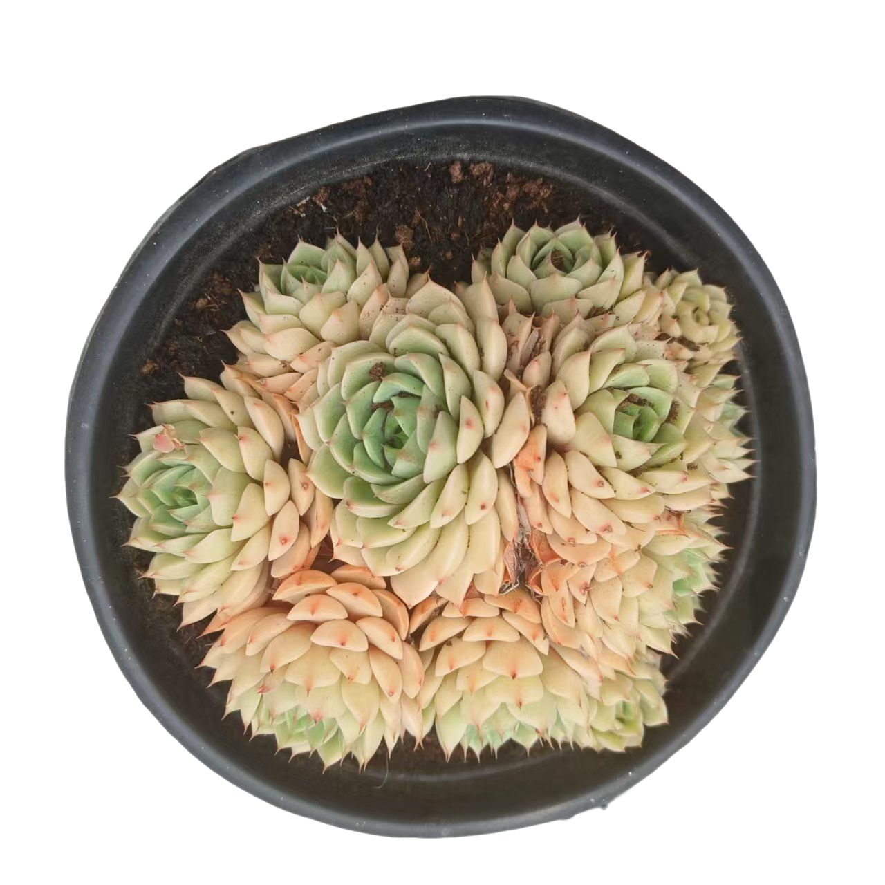 同美多肉园艺  笨巴蒂斯  粉丝福利多肉植物 直播间实物为