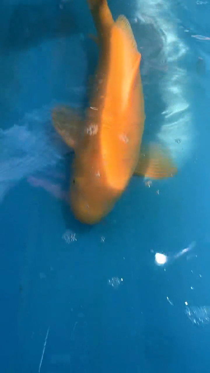 锦鲤太饱锦鲤36cm-45cm不包邮到付