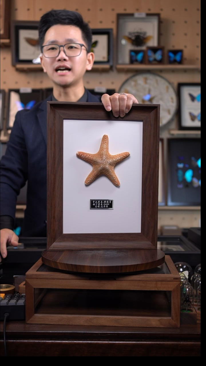 胖海星海洋标本摆件