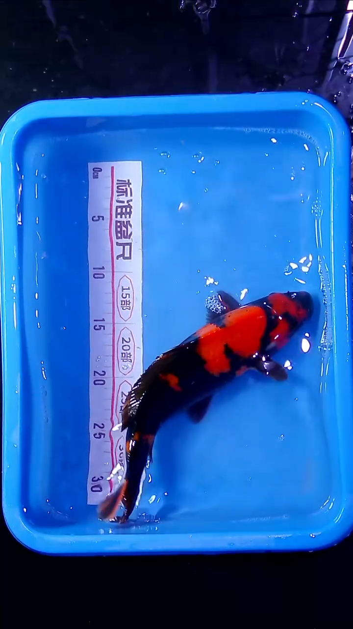 锦鲤直播间菁选 对版发货 18号