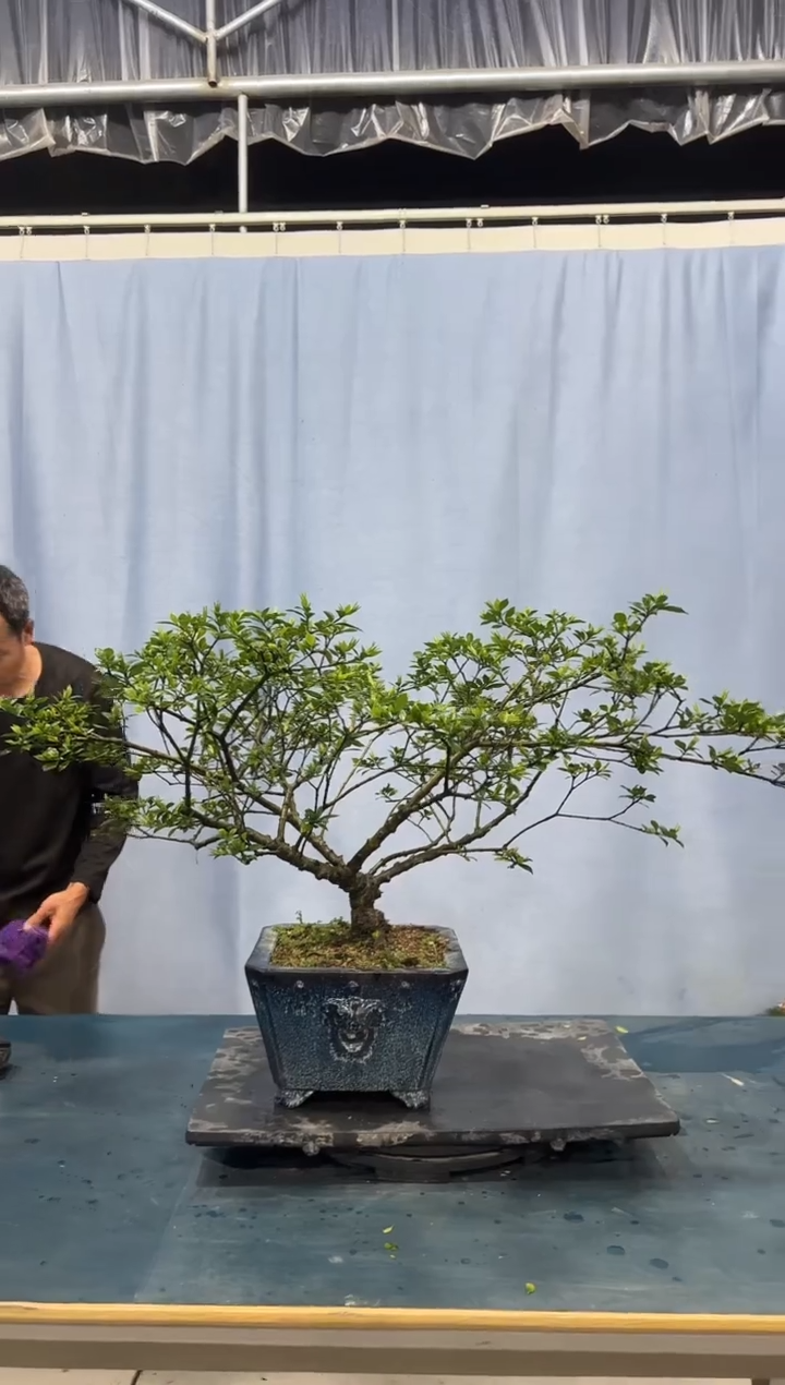 栀子花栀子花栀子花栀子花栀子花
