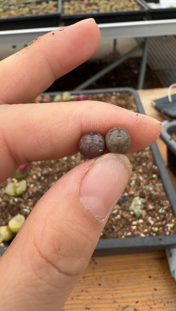 【闪购商品】6--76