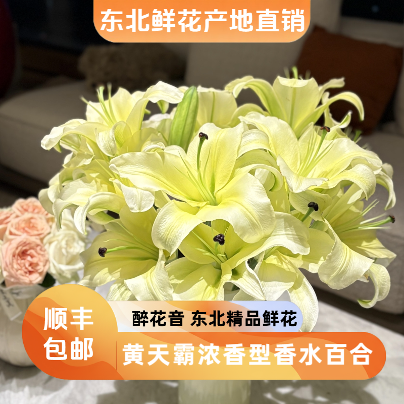 （黄天霸）浓香型香水百合东北鲜花原产地直发鲜花顺丰包邮