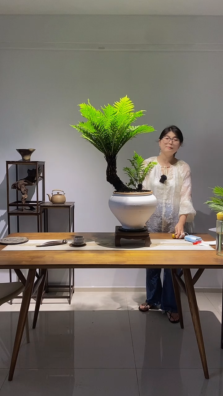 无花朵大老桩富贵蕨四季常青室内绿植景德镇手工陶瓷盆
