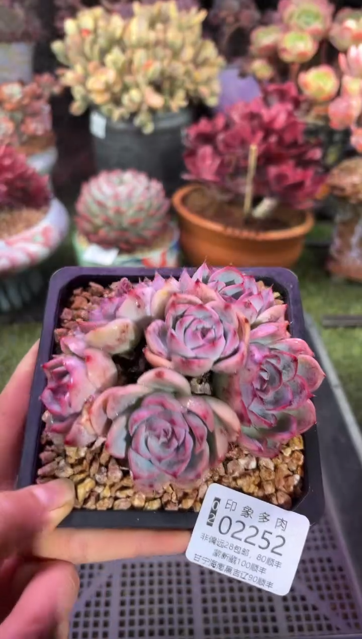 【闪购商品】02252