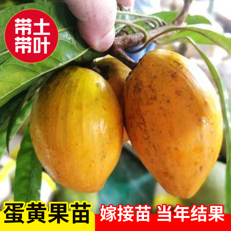 正宗海南蛋黄果苗树耀堂木瓜仙桃苗蛋黄果树苗水果树四季种植盆栽